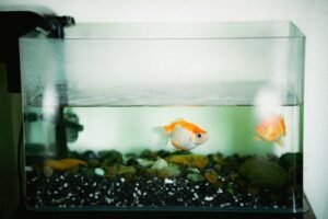 Two goldfish swimming peacefully in a home aquarium with colorful rocks.