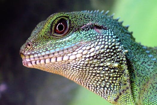Detailed image of a green Asian water dragon showcasing vibrant scales and textures.