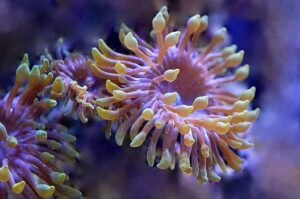 Detailed close-up of vivid coral polyps in underwater setting, highlighting marine biodiversity.