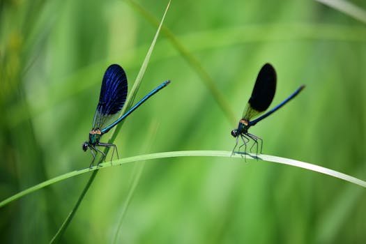 Macro shot of dragonflies perched on green grass, showcasing their delicate features.